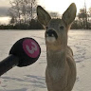 Meet your Posher, Kane